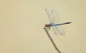 粘蜻蜓读后感优质5篇