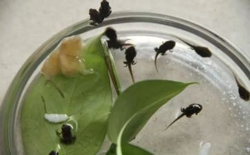 科学蝌蚪教案5篇