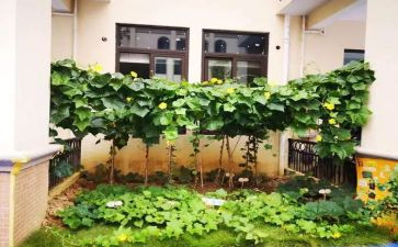 菜实践心得体会参考8篇