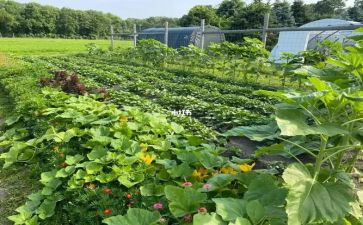 菜实践心得体会最新6篇