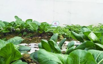 学校蔬菜采购合同5篇