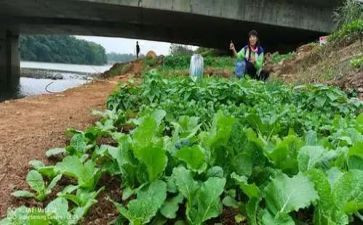 菜实践心得体会推荐7篇