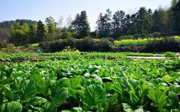 蔬菜的调查报告6篇