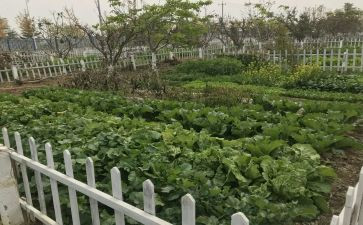 我家的菜园作文400字8篇