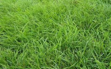 小班种草莓教案5篇
