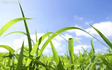 鲁迅的野草读后感8篇