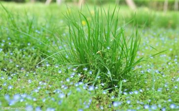 草原大班教案8篇
