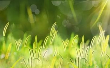 我的草原的作文6篇