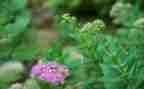 小草作文300字推荐8篇