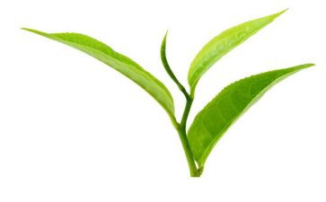 茶的由来教案6篇