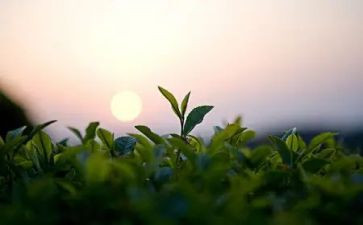 关于茶演讲稿模板6篇