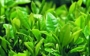 以茶为主题的教案5篇