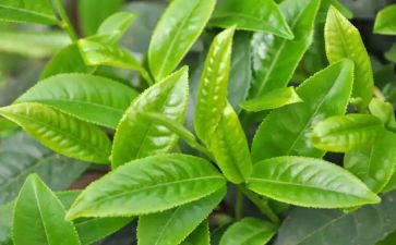 幼儿园关于茶的语言教案参考7篇
