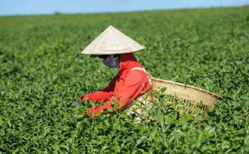 英语介绍茶的作文最新6篇