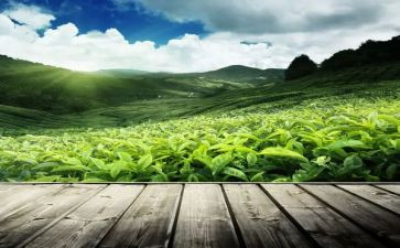 茶活动策划方案详细模板7篇