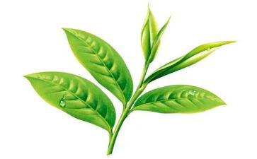 英语介绍茶的作文推荐6篇
