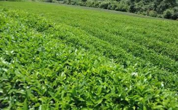 关于茶演讲稿参考8篇
