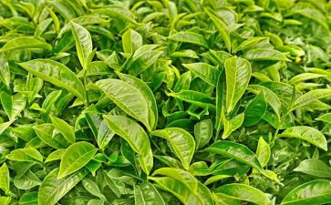 做奶茶作文8篇