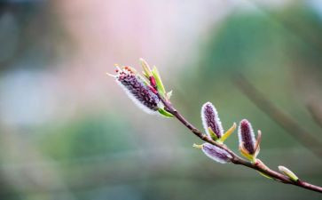 学校春季开学安全讲话稿6篇