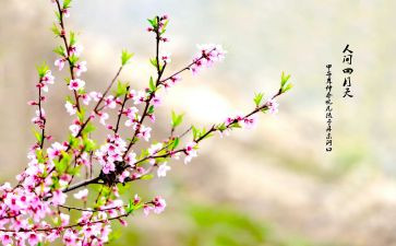 2024年春节活动方案春节活动方案参考6篇