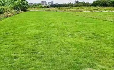 我与地球演讲稿6篇