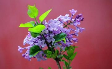 白丁香花作文优秀6篇
