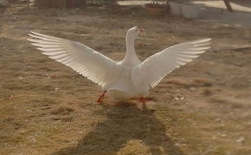 骑鹅旅行读后感优质7篇