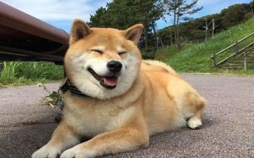 狗的识字教案优秀5篇