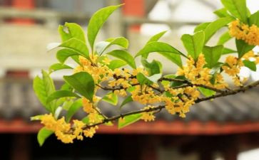 桂花香作文模板5篇