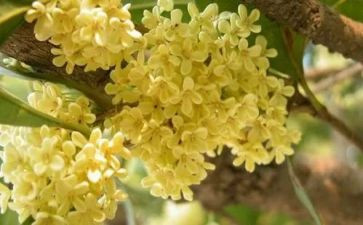 小学生桂花作文5篇