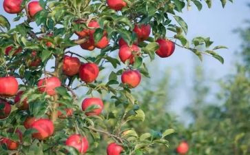 水果树幼儿教案5篇