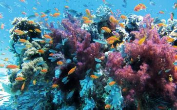 海底捞教案8篇