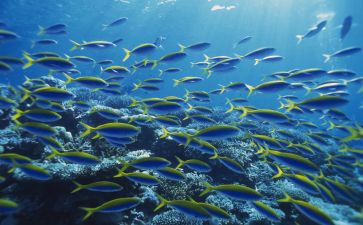 海底两万里的读后感800字通用5篇