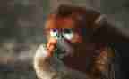 逗猴子作文6篇