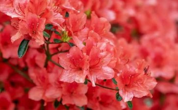 看花展的作文7篇