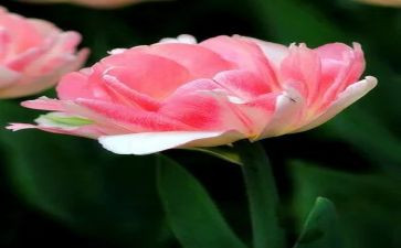 读《朝花夕拾》观后感7篇