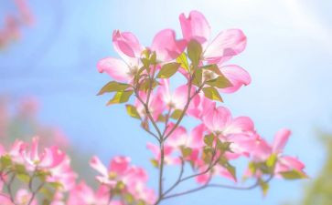 桃花开了教学反思7篇