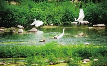 调查报告关于环境300字6篇