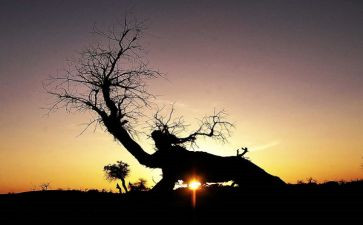 呼唤诚信作文7篇