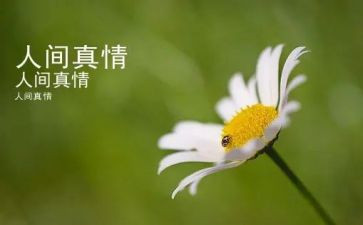 真情作文700字6篇