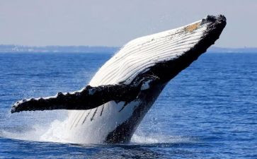 《白鲸》的读后感6篇