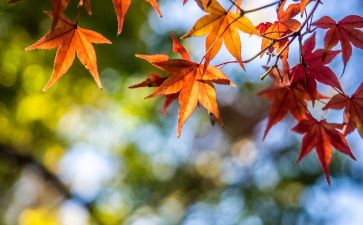 小学写景类作文精选8篇