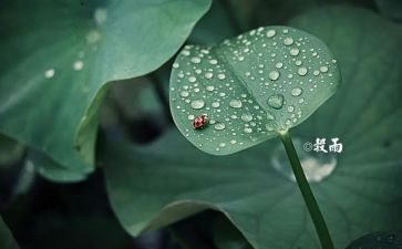 节气作文模板5篇
