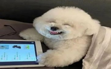 开心的心得6篇