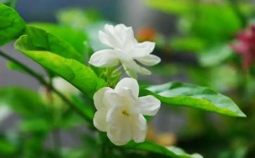 《茉莉花》音乐课教案8篇