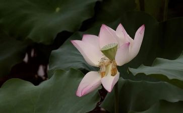 小班莲教案参考7篇