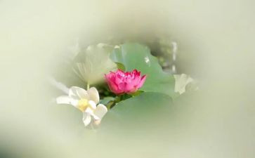 宝莲灯读后感7篇