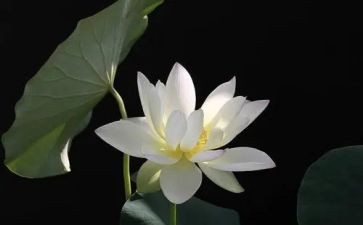 莲花作文600字7篇