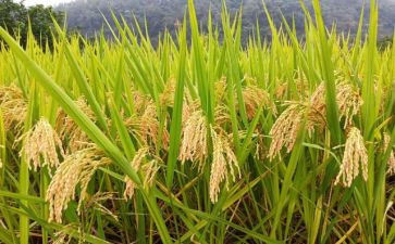 送粮食作文推荐8篇