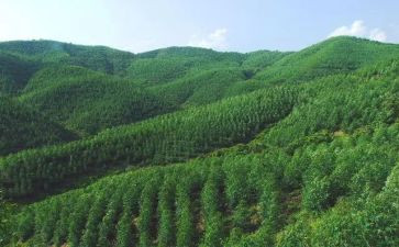 林场护林员年终总结6篇